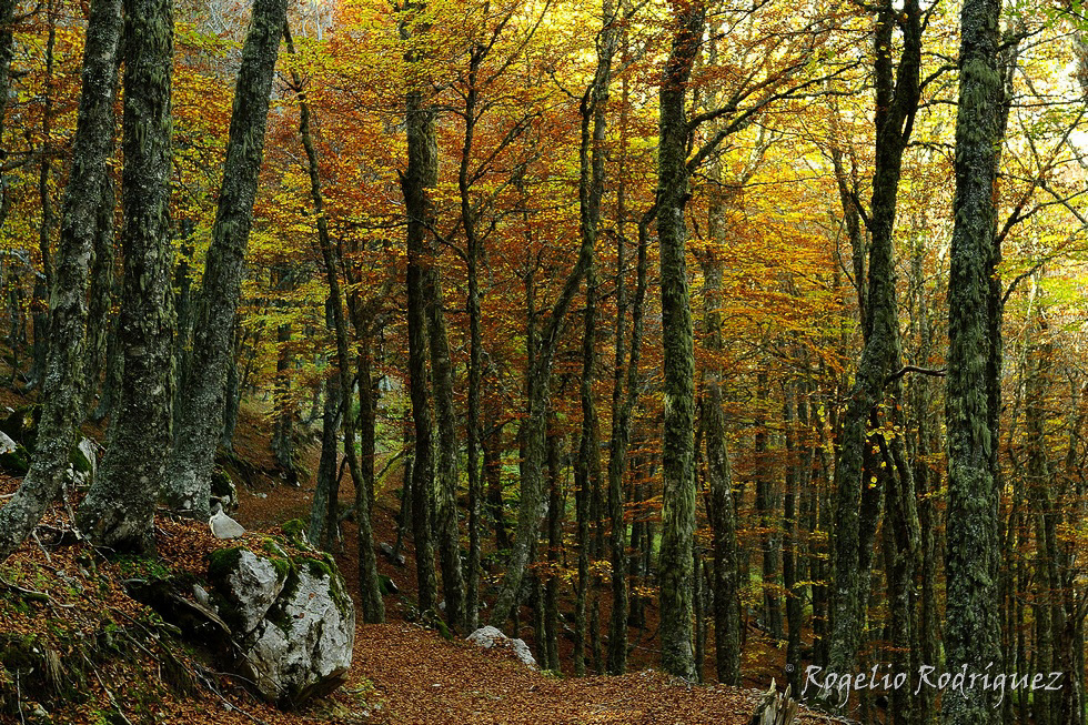Hayedo de Redilluera en otoño